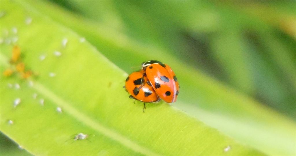 Aphis nerii e predatori al seguito